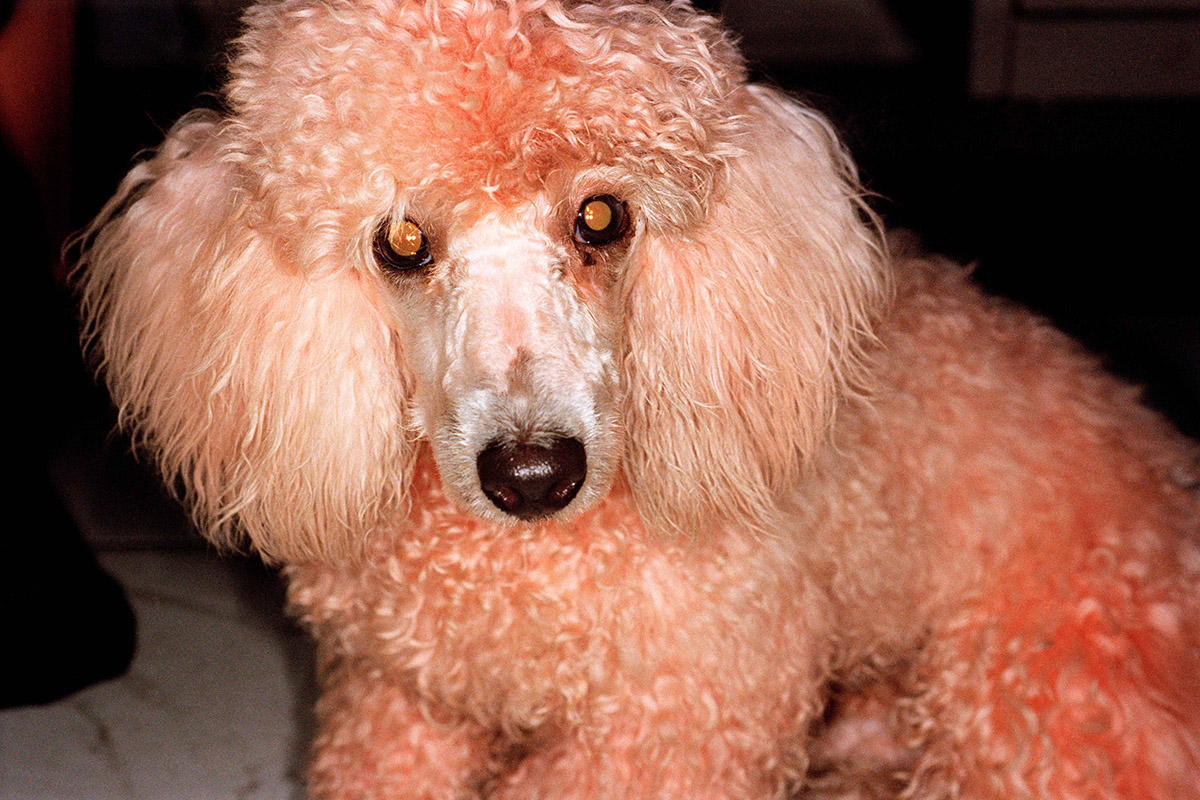 Martin Parr, Photos Bangkok, Thailand, 1998, from Common Sense series, 1995-1999, Martin Parr/Magnum Photos