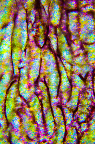 Mayke Arts  en haar vader houden zich al tientallen jaren intensief bezig met fotografie.