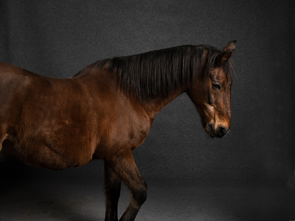 Milan Gies, Old Love