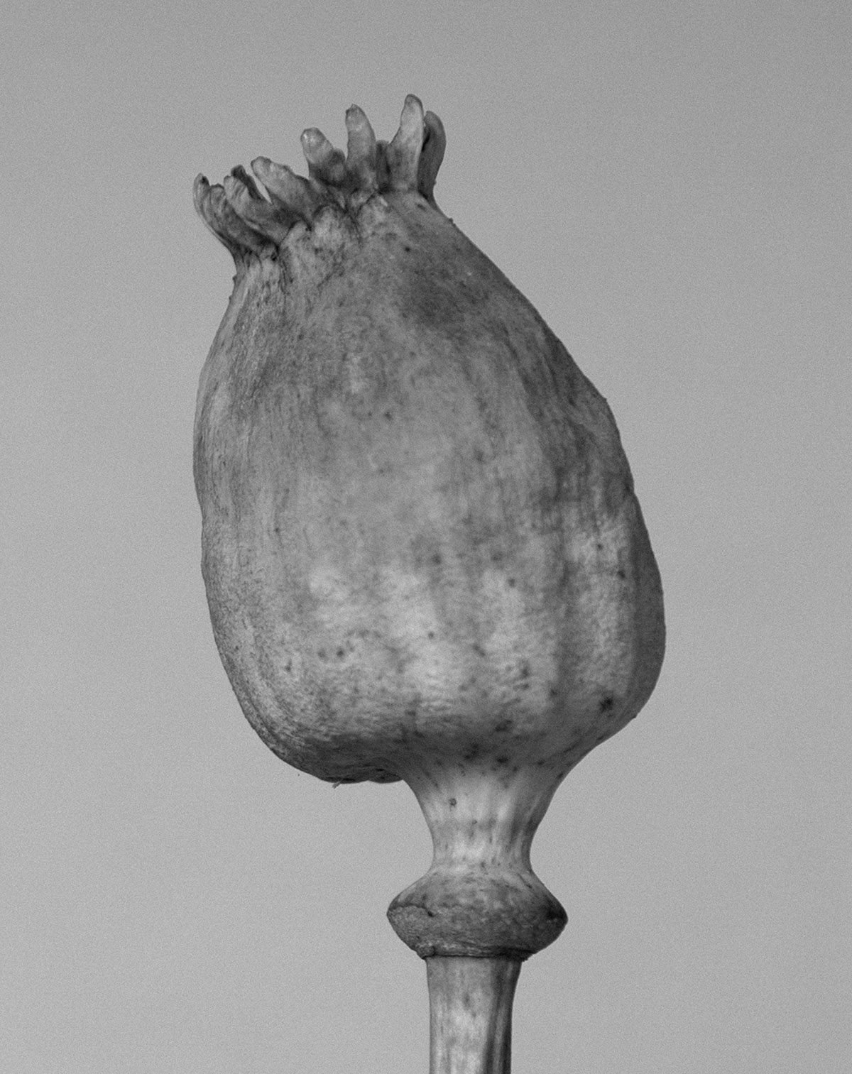 Poppy head I 2017, Tereza Zelenkova, courtesy The Ravestijn Gallery