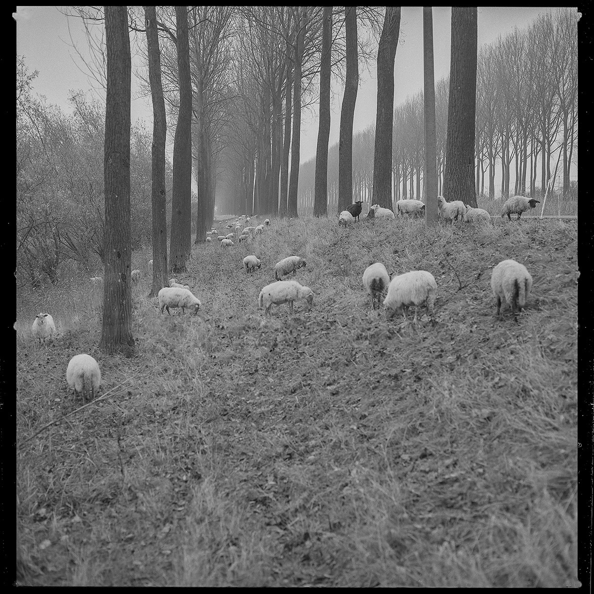 Hugo De Cnodder en Eddy Maus, Voetafdrukken op het jaagpad