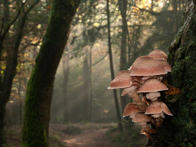 Natuurfotografen Vereniging Utrecht