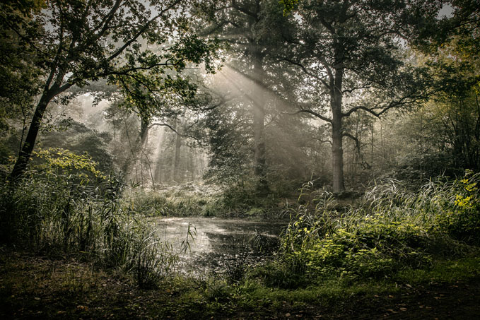 Patrick Siemons, Forrest of Fallen Light