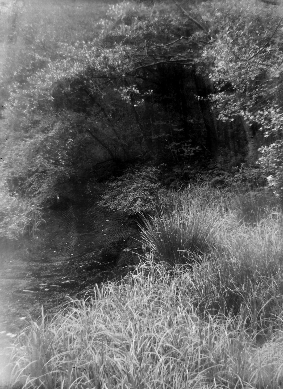 Dieter Provoost, In a forest part five