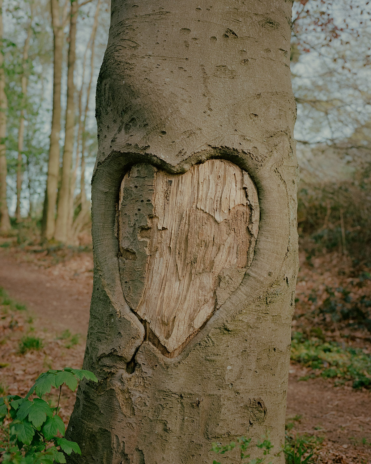 Matthieu Litt, From the series Oasis, 2023