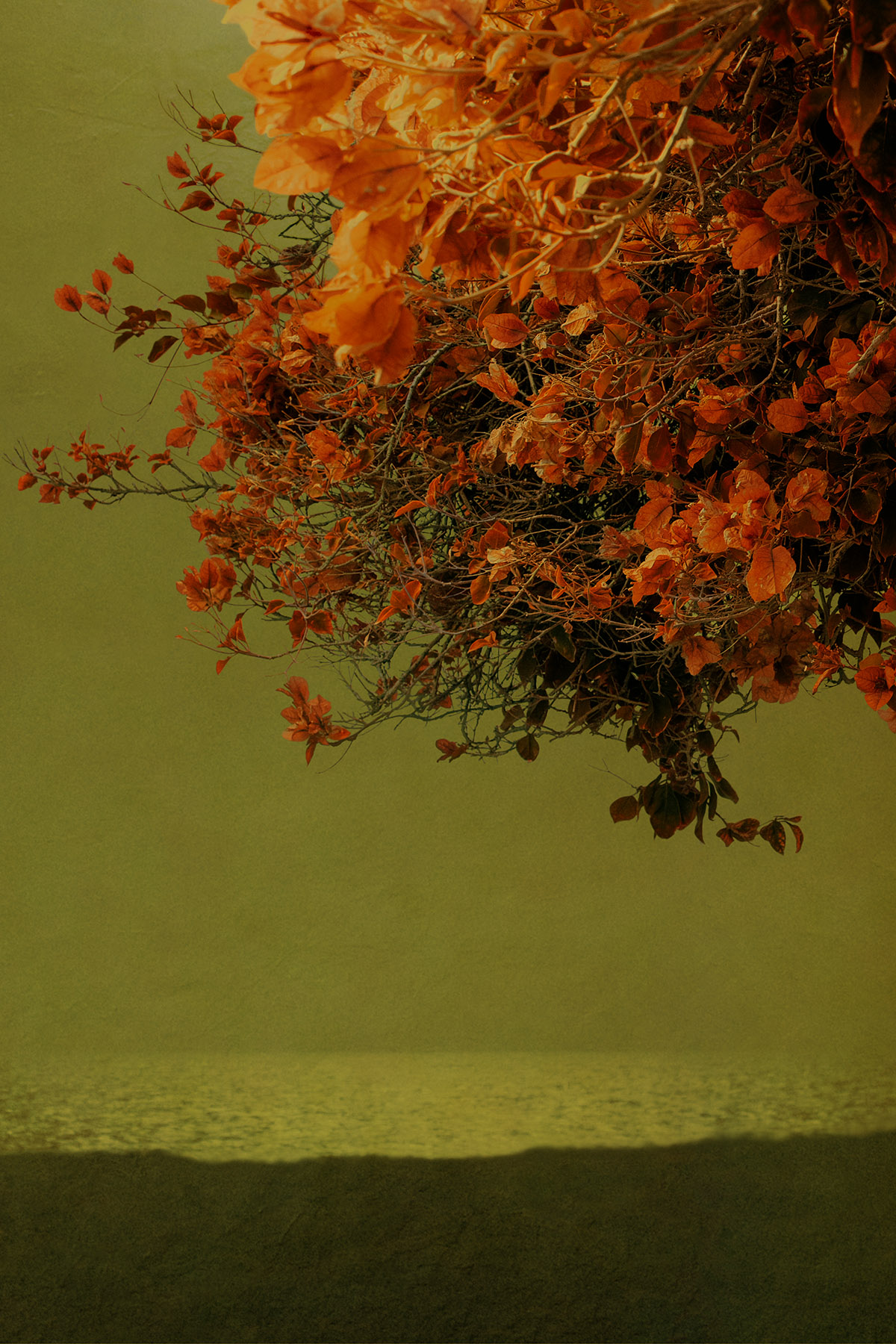 Sonata 2022, Paul Cupido