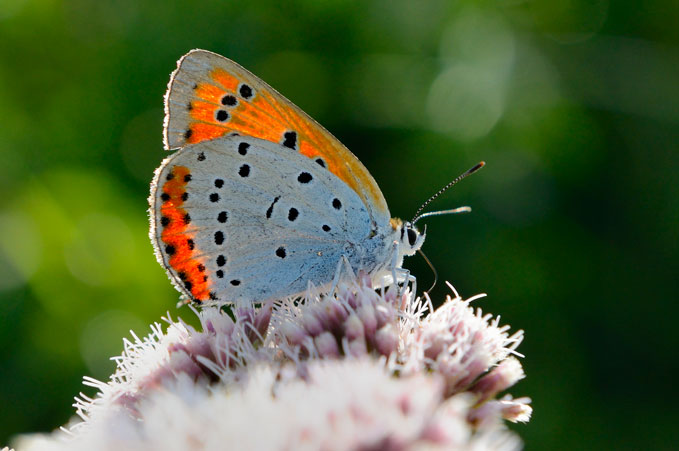 De expositie laat natuurfoto's zien uit de Kop van Overijssel.