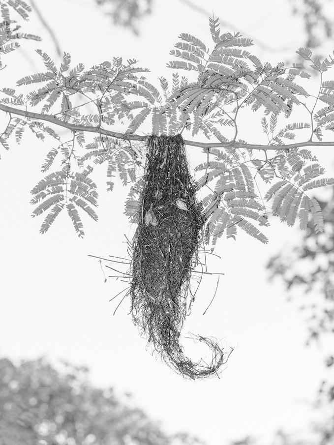Marten Lange, Bird nest, courtesy of the artist