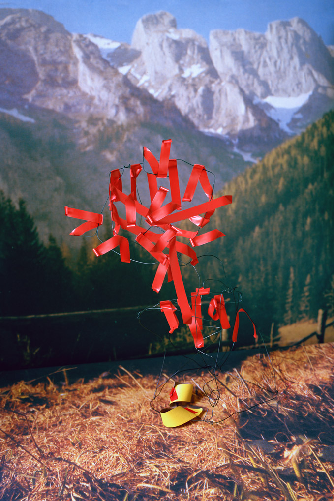 Thomas Albdorf, Typical Alpine Flora at the Hochschwab Area, courtesy of the artist