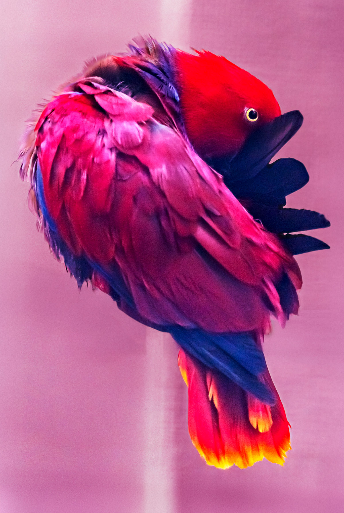 Cees Beuzekom heeft een expositie samengesteld met foto's over de natuur.