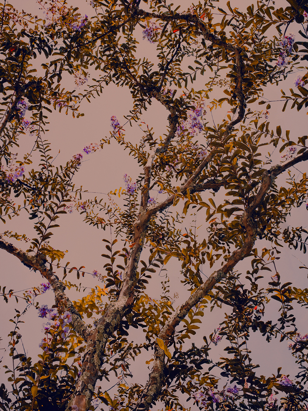 Paul Cupido, Sasuke, 2018