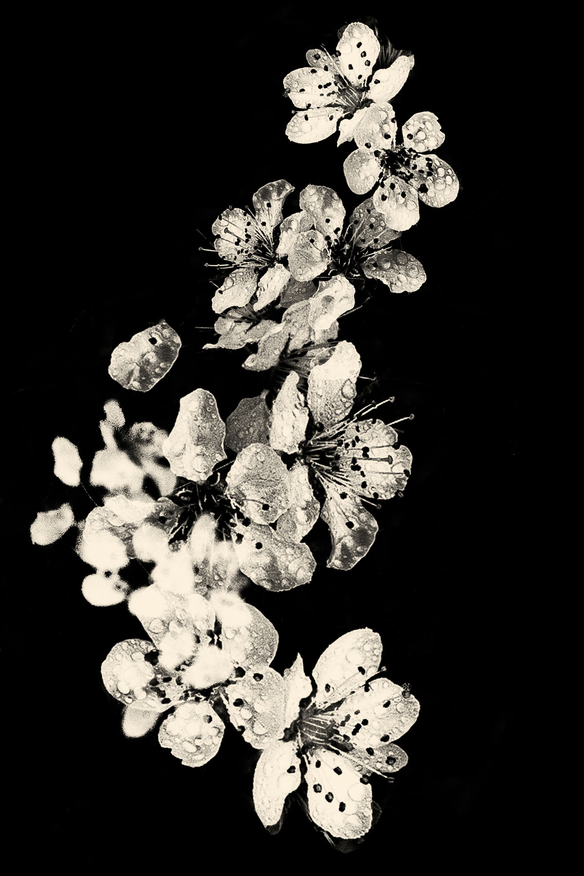 Paul Cupido, Kyoto, 2019