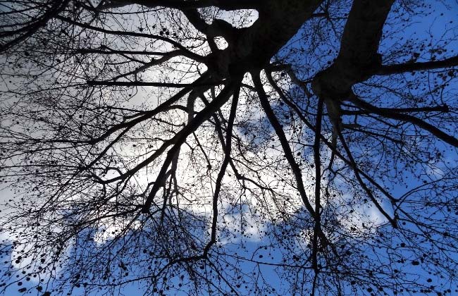 Bomen in allerlei vormen en maten, vastgelegd door fotografe Peet Hiddink.
