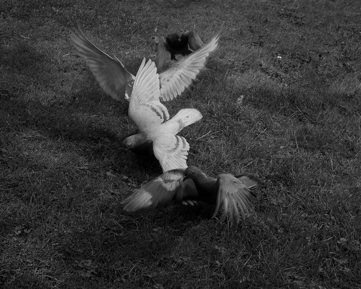 Rick van der Klooster, The day the birds stopped singing