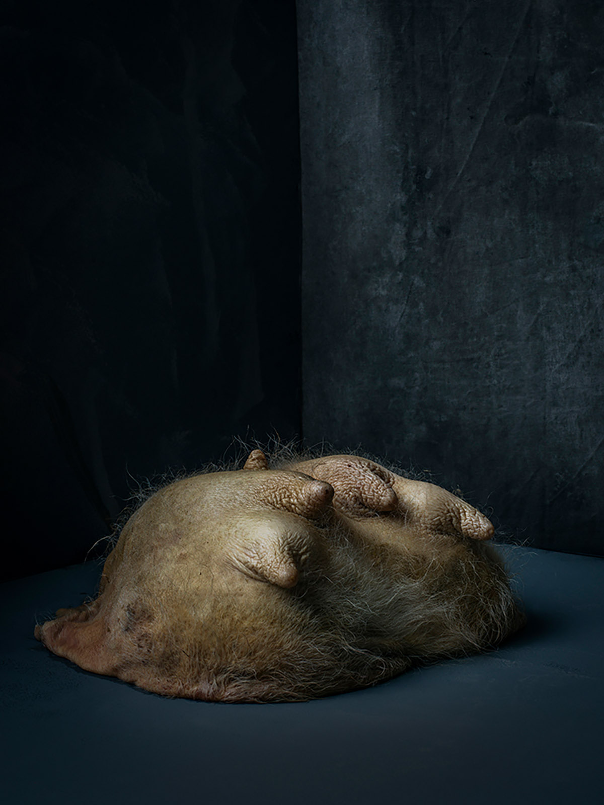 Stephan Vanfleteren, Udder, 2026 (in dialoog met De Stier van Paulus Potter)