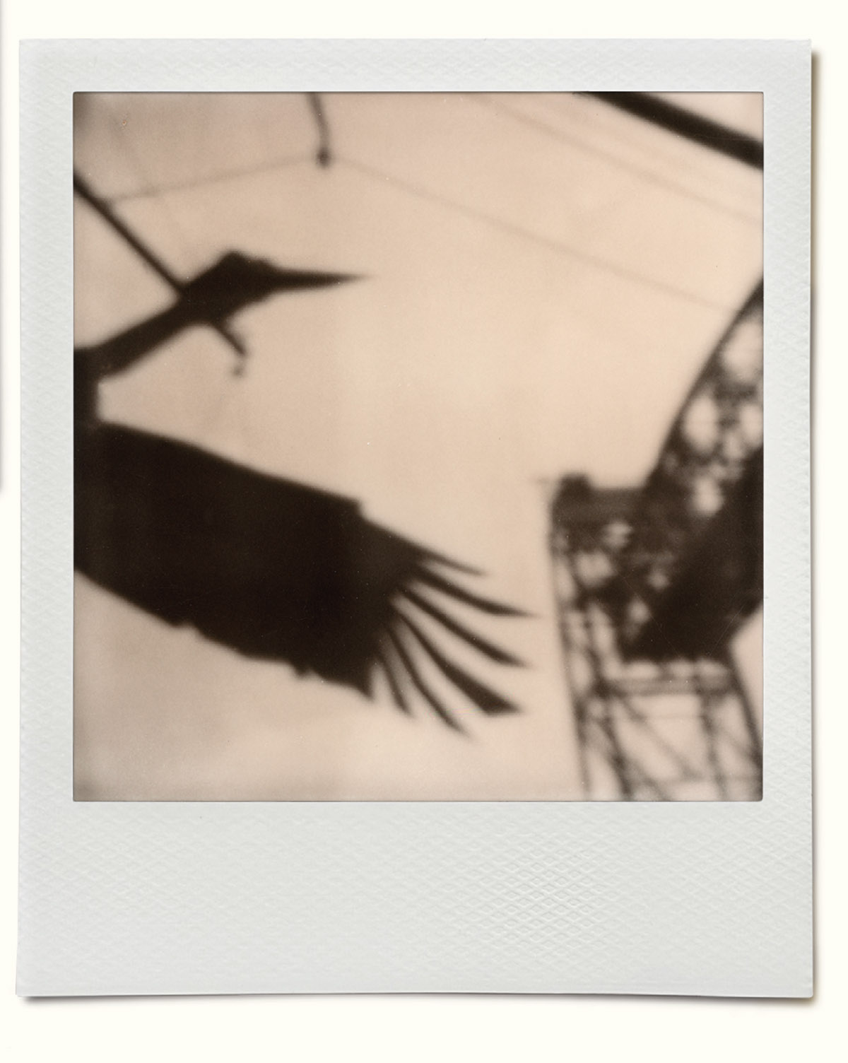 Wilfried de Jong, Polaroidman