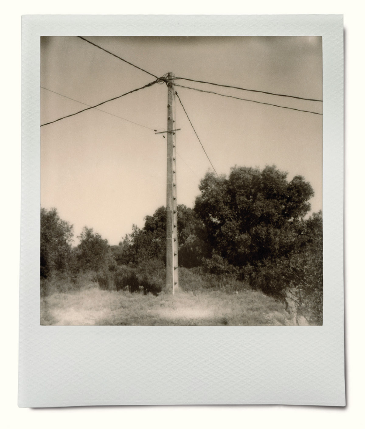 Wilfried de Jong, Polaroidman