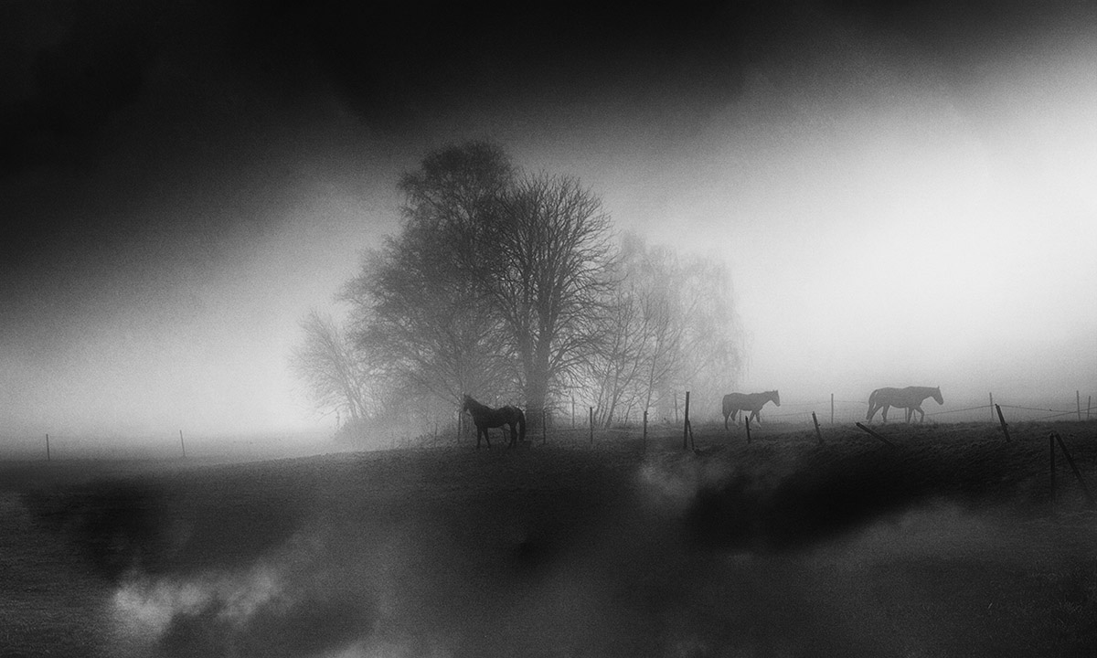 Eddy Verloes, Mysterious horses