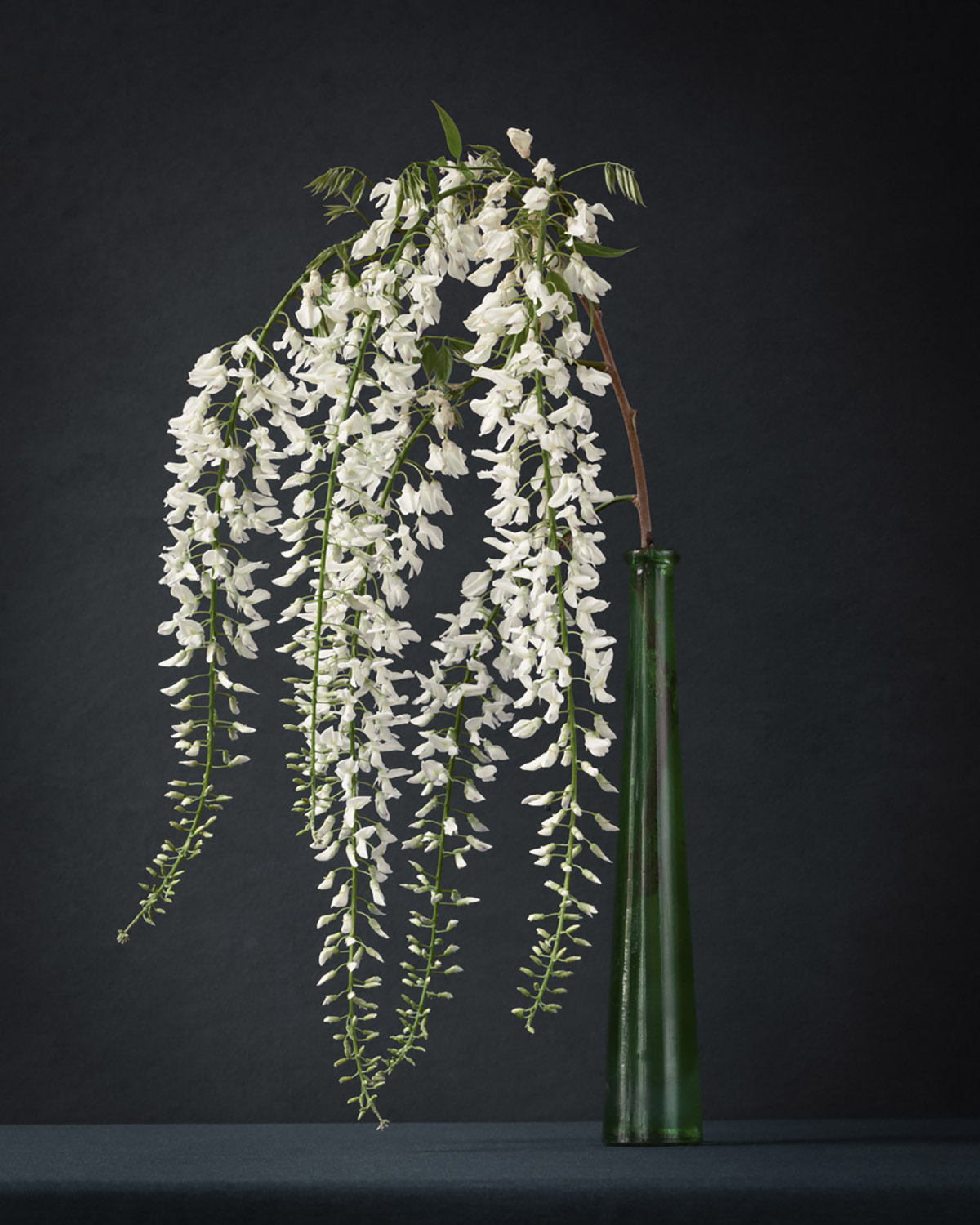 Puck Soetens, Wisteria in a green vase