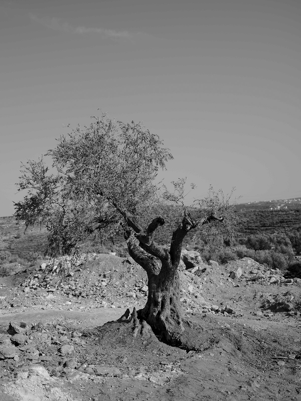 Sakir Khader, The Uprooted Witness, Sakir Khader