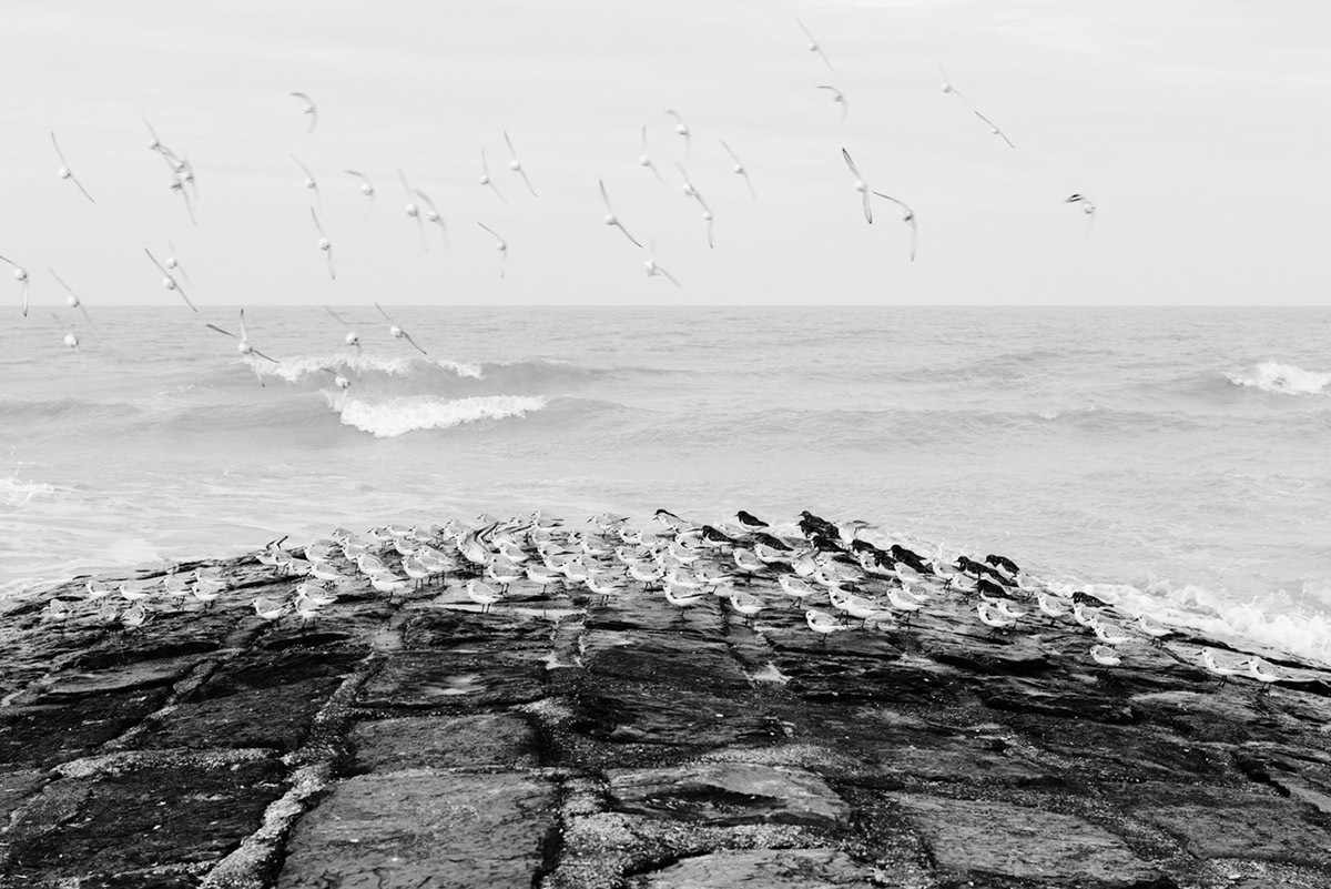 Eddy Verloes, The birds