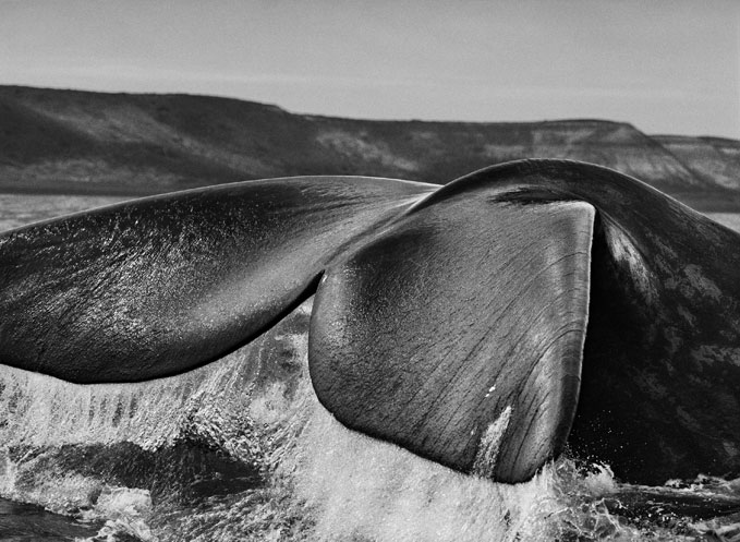 Sebasião Salgado, Southern Right whales (Eubalaena Australis), drawn to the Valdés Peninsula because of the shelter provided by its two gulfs, the Golfo San José and the Golfo Nuevo, often navigate with their tails upright in the water. Valdés Peninsula, Argentina. 2004