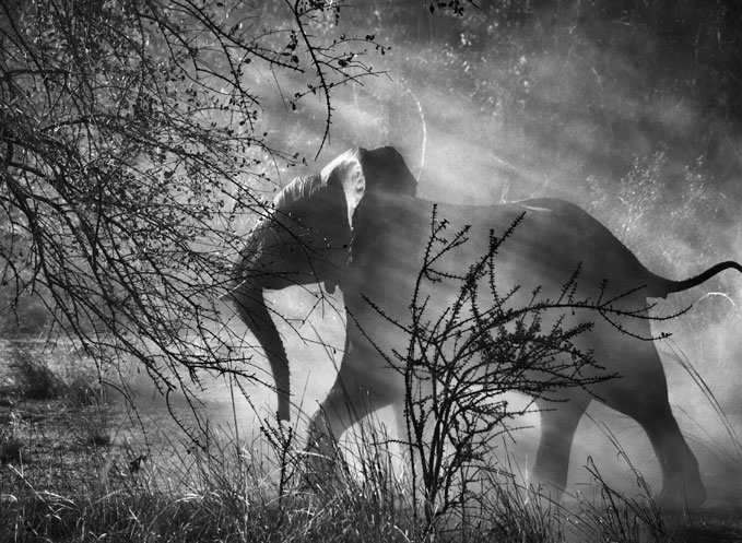 Sebasião Salgado, Elephants are hunted by poachers in Zambia, so they are scared of humans and vehicles. When they see an approaching car, they usually run quickly into the bush. Kafue National Park. Zambia. 2010.