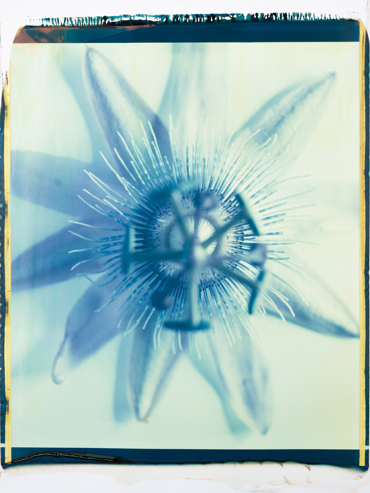 Marcel van der Vlugt, Giant Pamphlet (Flower With Passion), 2024
