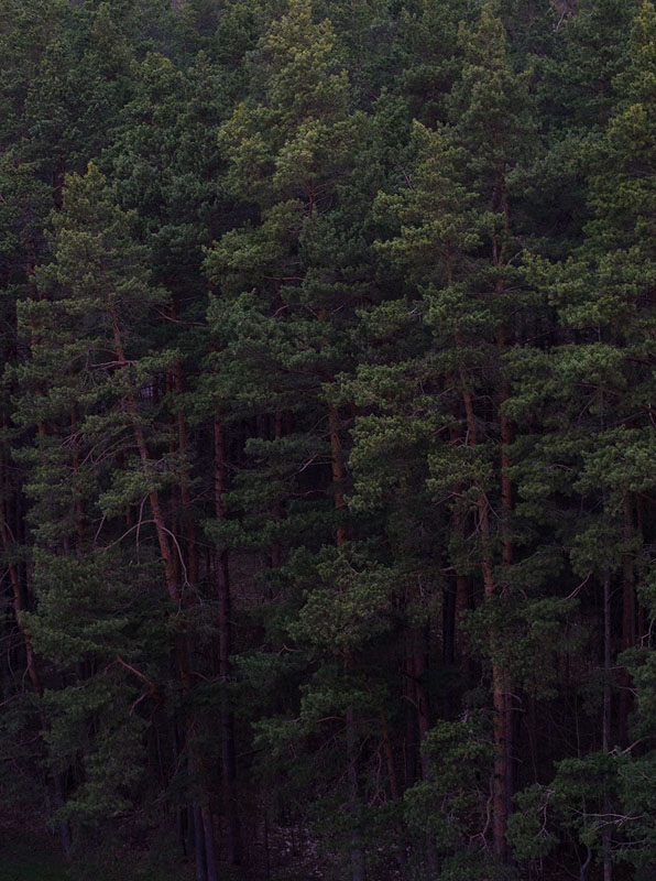 Inta Nahapetjan, SoulQuest - Deep Forest North, courtesy Inta Nahapetjan and Violet + Wilde