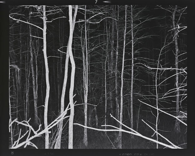 Stephan G&ouml;ttlicher, Everglades