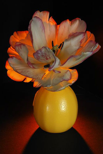 Tulpenmanie bij MIJ