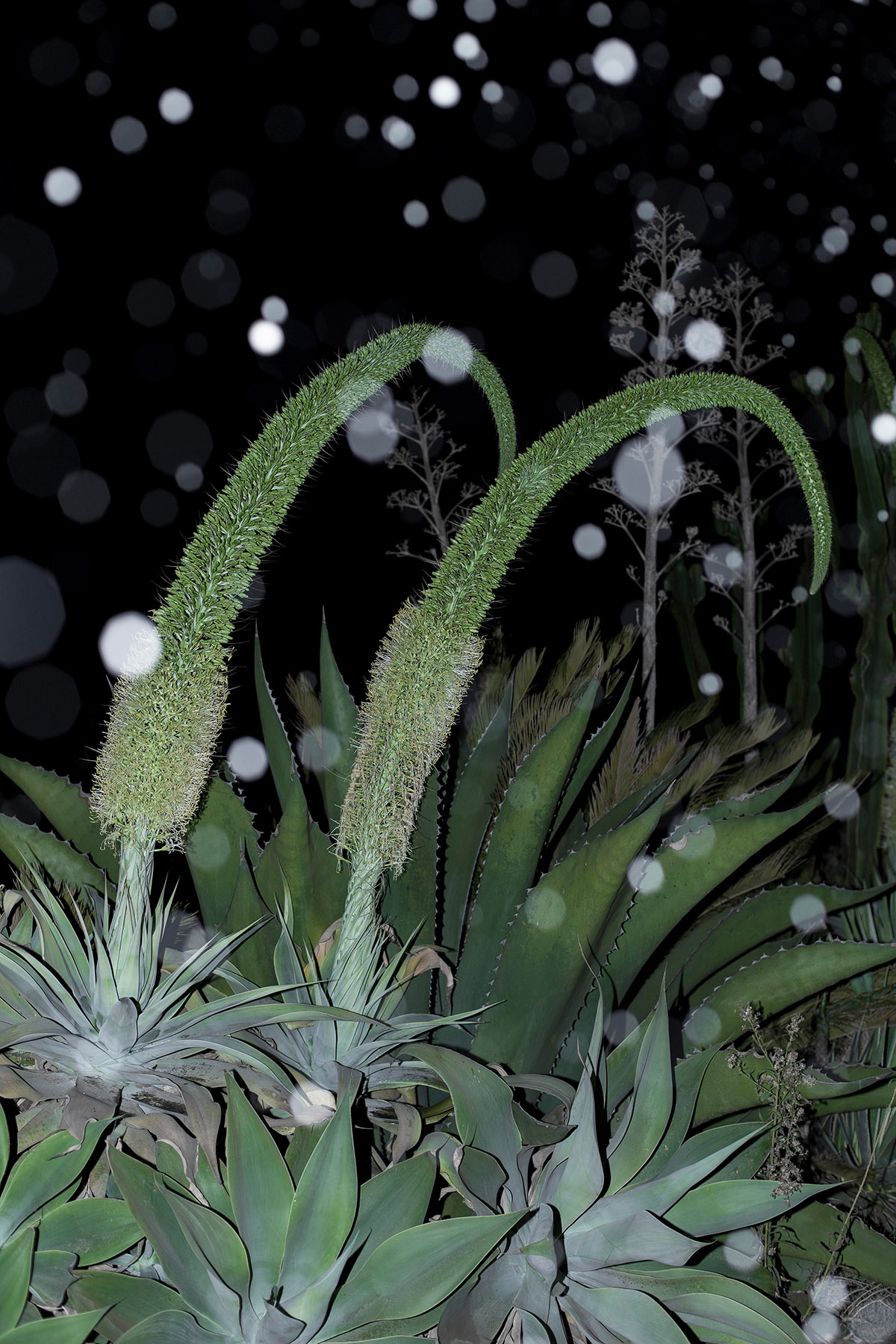 Cosmic Green, Iris Bergman, Courtesy of Gallery Untitled