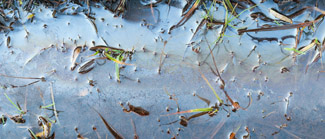 Magnified Landscapes