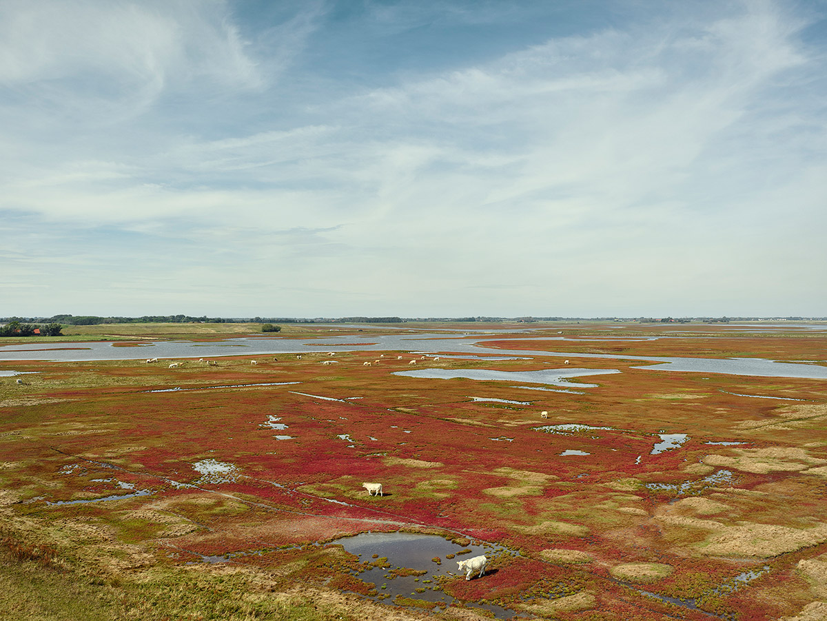 Jeroen Hofman, Tureluur, Zeeland, Herfst, 2022
