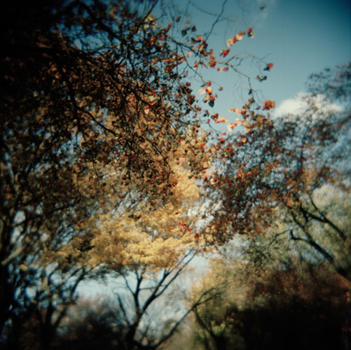 Botanics 6 (Central Park) from the Botanics Series by Susannah Baker-Smith