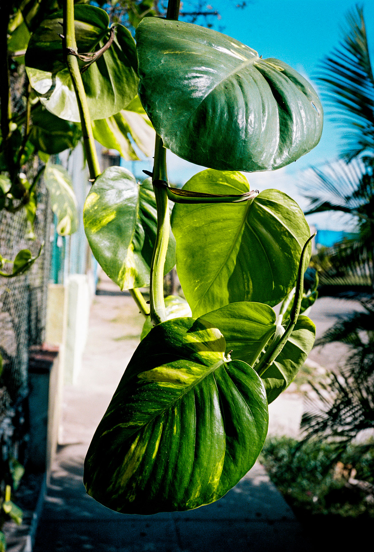 Vincent Delbrouck, The Plant, from the series Champú, 2020