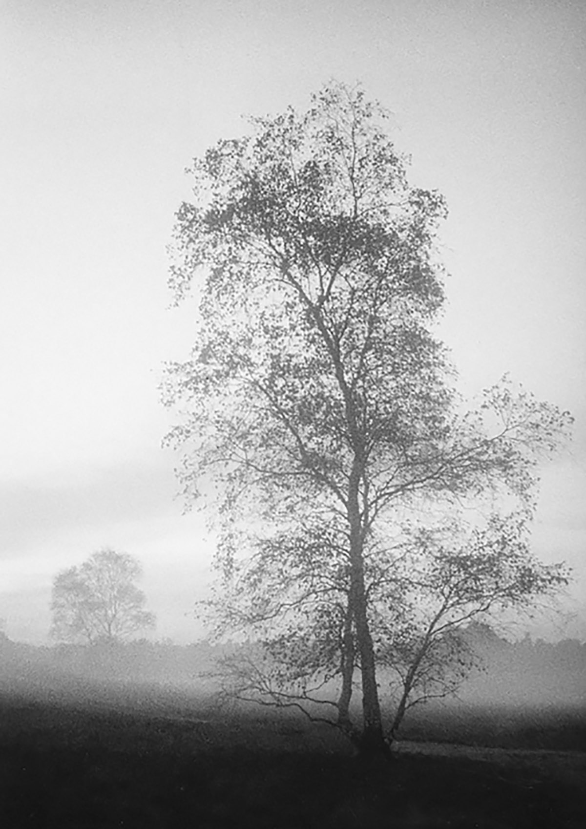 Pim Westerweel, Berkenboom, Huizen, 1965