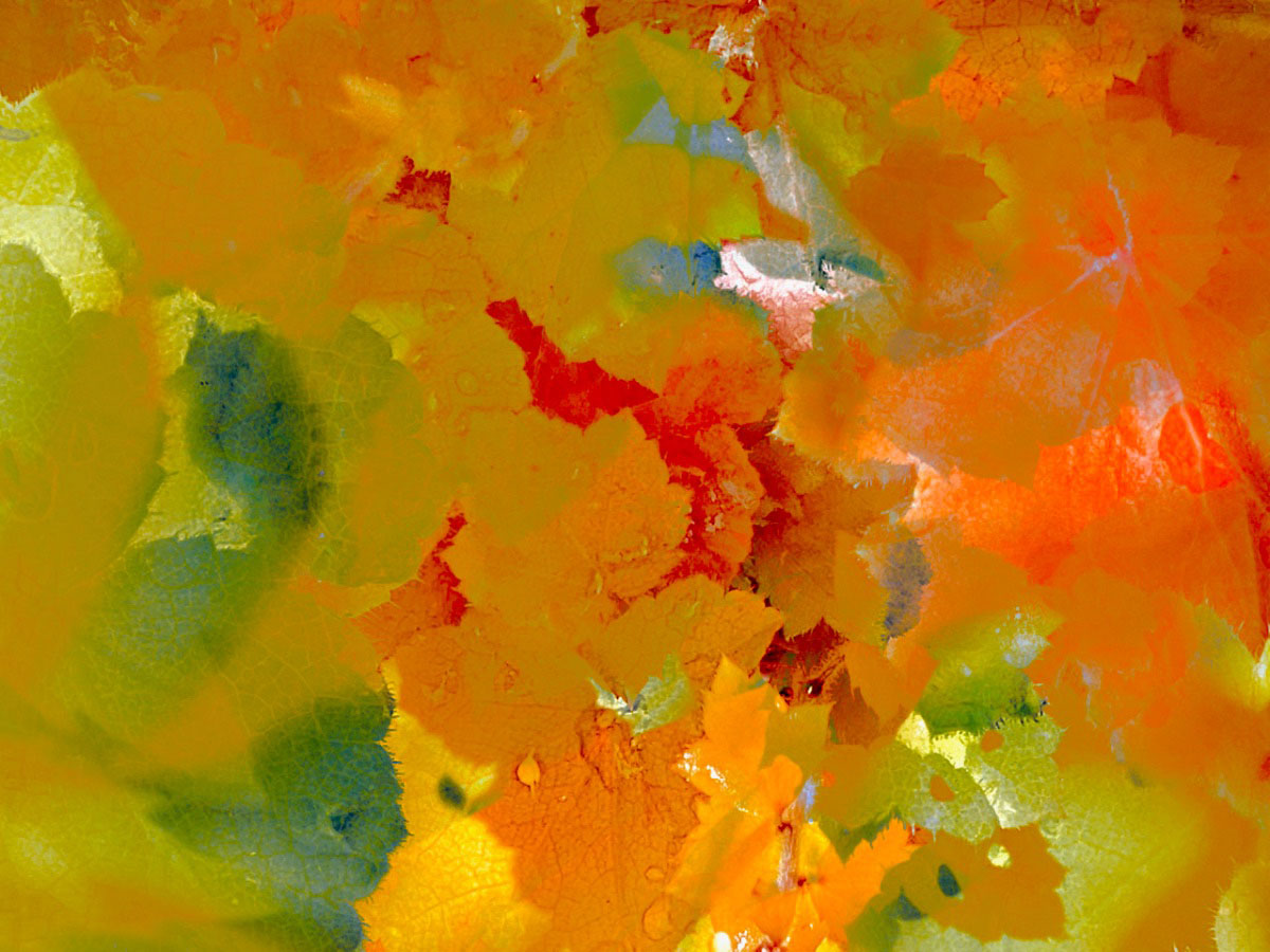 Virus and Host an impossible lovestory