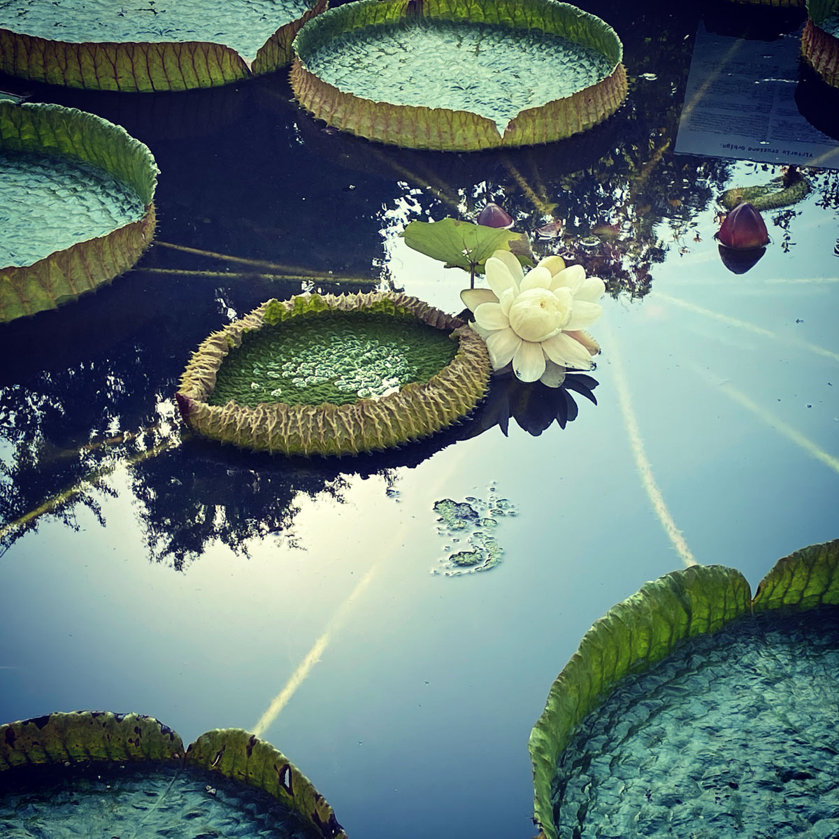 Linda Grool, Uit de serie Made in Amsterdam, Homemade in Amsterdam