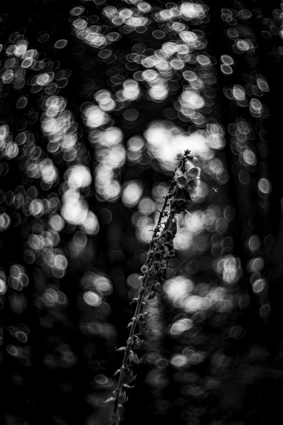 Rob Voss, Vingerhoed