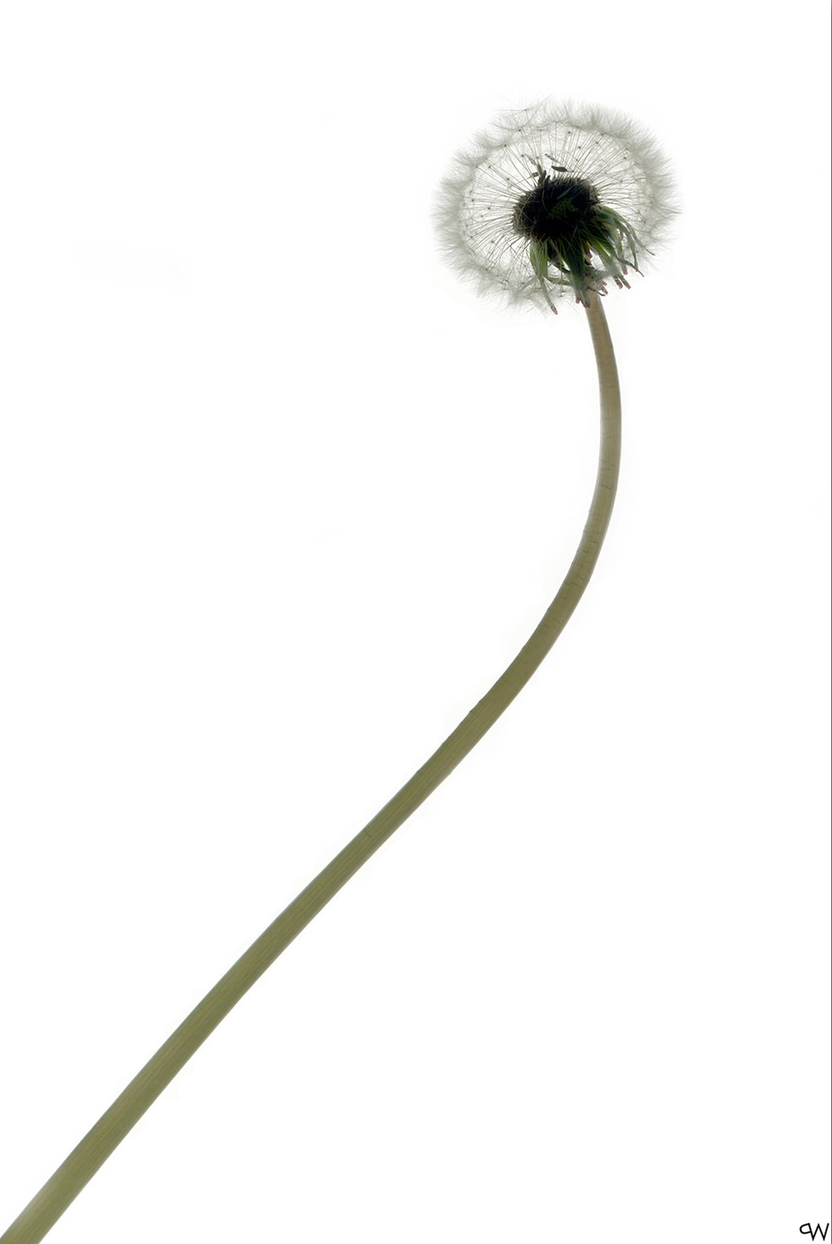 Pim Westerweel, Paardepluis 2004, Chromogenic Print op Dibond, achter plexiglas, 120x80 cm, Ed. 1/2, 600 euro