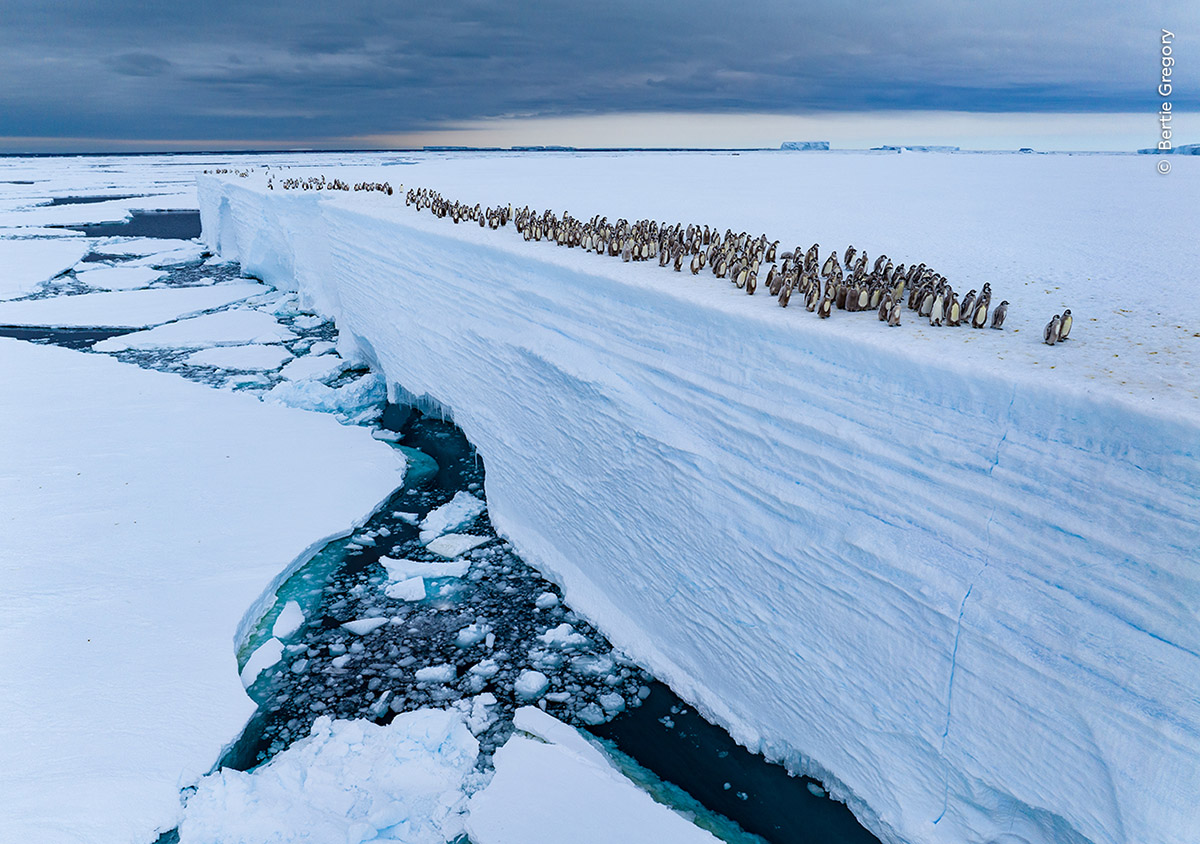Bertie Gregory, Ice Edge Journey, Verenigd Koninkrijk. Categorie: Dieren in hun omgeving, Wildlife Photographer of the Year