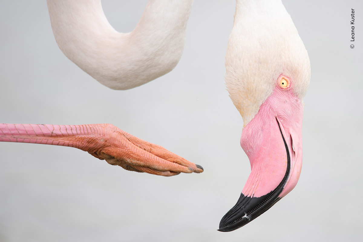 Leana Kuster, Pink Rose, Zwitserland. Categorie: 15 - 17 jaar, Wildlife Photographer of the Year