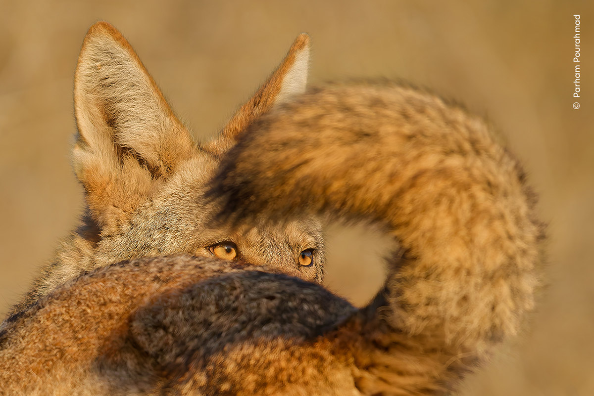 Parham Pourahmad, A Tale of Two Coyotes, USA. Categorie: 11 - 14 jaar, Wildlife Photographer of the Year