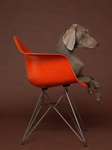 William Wegman