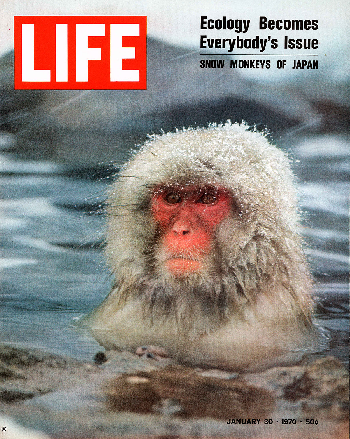 Co Rentmeester, The female snow monkey in the hot springs of Japan's Shiga Mountains was LIFE Magazines cover, 1970, The LIFE Picture Collection