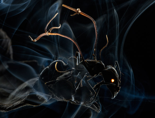 Anand Varma, USA, for National Geographic Magazine, First Prize Nature Category, Stories. When spores of the fungus land on an ant, they penetrate its exoskeleton and enter its brain, compelling the host to leave its normal habitat on the forest floor and scale a nearby tree. Filled to bursting with fungus, the dying ant fastens itself to a leaf or another surface. Fungal stalks burst from the ant's husk and rain spores onto ants below to begin the process again.