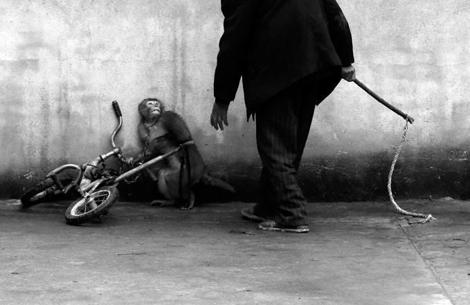 Yongzhi Chu, China, First Prize Nature Category, Singles. Suzhou, Anhui Province, China, A monkey being trained for circus cowers as its trainer approaches. With more than 300 roupes, Suzhou is known as the home of the Chinese circus.