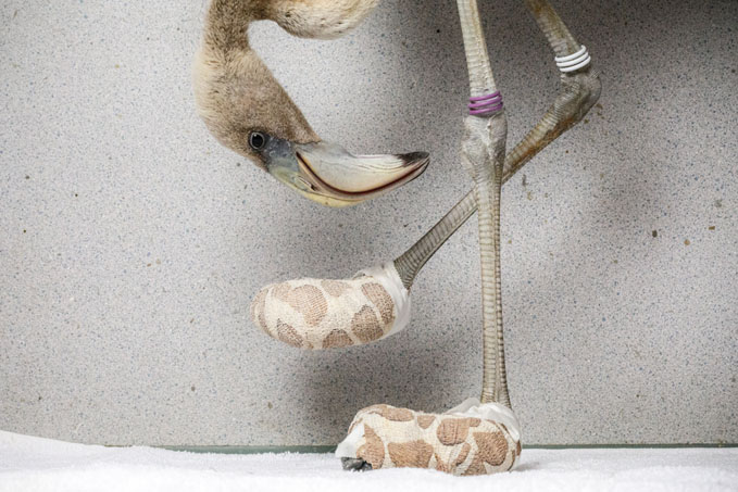 Jasper Doest, A Caribbean flamingo inspects the improvised socks created to help heal its severe foot lesions, at the Fundashon Dier en Onderwijs Cariben, Curaçao.