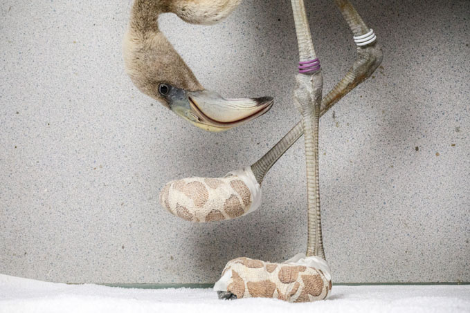 Jasper Doest, A Caribbean flamingo inspects the improvised socks created to help heal its severe foot lesions, at the Fundashon Dier en Onderwijs Cariben, Curaçao.